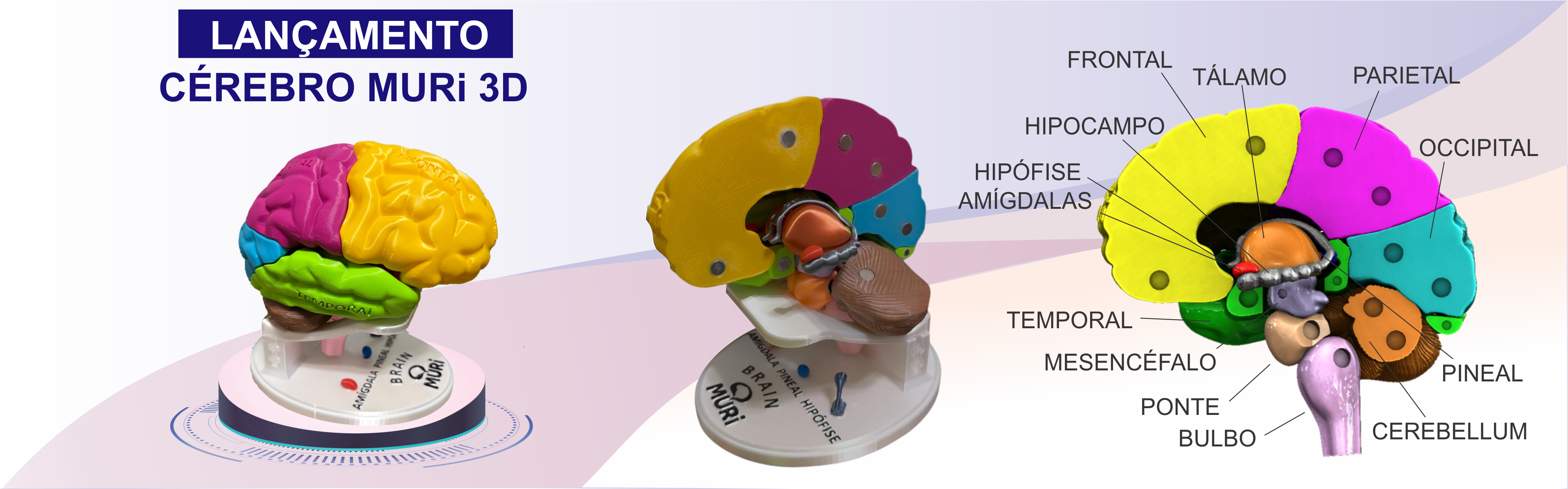 SUPER CÉREBRO MURi 3D
